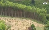 Hàng nghìn ha đất rừng Gia Lai bị “xà xẻo” từng ngày