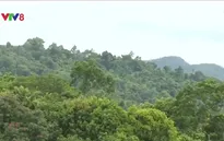 TT-Huế: Giảm phát thải khí nhà kính bằng việc hạn chế mất rừng