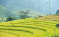 Khai mạc Tuần văn hóa du lịch ruộng bậc thang Mù Cang Chải
