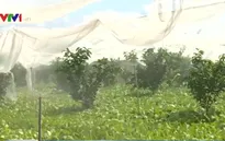Hiệu quả gói tín dụng phát triển nông nghiệp sạch