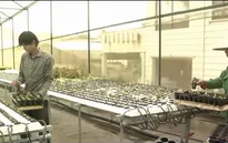 Doanh nghiệp đầu tư sản xuất nông nghiệp - Xu hướng đầu tư mới