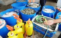 Người nuôi tôm phải ký cam kết không bơm tạp chất