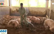Khám phá mô hình chăn nuôi thịt lợn sạch không phát thải