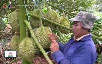 Nông dân Đăk Lăk vươn lên làm giàu nhờ sầu riêng