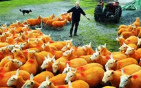 Nhuộm lông màu cam cho 800 chú cừu để... chống trộm