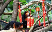 Vườn thú Singapore chuẩn bị Tết Nguyên đán sớm