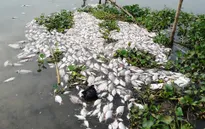 Cá chết hàng loạt, nguồn nước trên sông Cái Vừng ô nhiễm nghiêm trọng