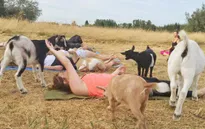 Mỹ: Sốt xình xịch lớp học yoga dê