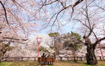 Ngơ ngẩn trước vẻ đẹp của mùa hoa anh đào Nhật Bản