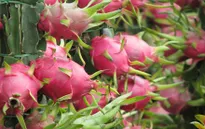 Mập mờ chất lượng thuốc trị nấm trắng cho cây thanh long