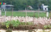 Nhiều khu tái định cư ven biển bỏ hoang
