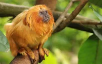 Brazil nỗ lực bảo tồn khỉ vàng sư tử Tamarin