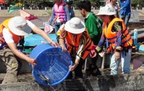 Khuyến cáo dân không thả cá giống điêu hồng khi độ mặn tăng cao