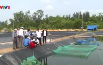Miền Trung: Giá tôm thẻ chân trắng tăng 30% so với cùng kỳ năm ngoái