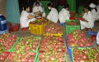 Bộ Công Thương lên tiếng về việc thương lái Trung Quốc thao túng thanh long Bình Thuận