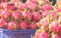 Thương lái Trung Quốc thâu tóm thị trường thanh long Bình Thuận
