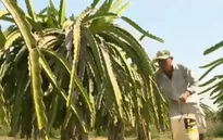 Loạn thuốc bảo vệ thực vật trên cây thanh long