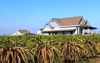 Nguy cơ thoái hóa vùng trồng thanh long vì hạn hán