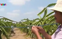 Hạn chế tai nạn từ điện xông thanh long
