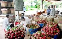1 tấn thanh long Việt tới Malaysia qua đường hàng không