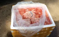 Phát hiện xe tải chở gần 2 tấn nội tạng động vật hôi thối vào Nam tiêu thụ