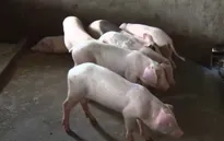 Người chăn nuôi gặp khó khi truy xuất nguồn gốc thịt heo