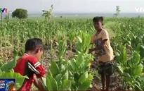 Indonesia: Cảnh báo tình trạng lao động trẻ em tại những trang trại thuốc lá