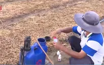 Lạm dụng thuốc bảo vệ thực vật trên rau còn phổ biến
