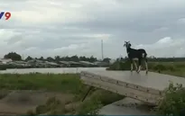 Nghèo mà vẫn xài sang: Thực trạng từ bệnh thành tích trong xây dựng nông thôn mới