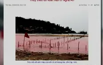 Hiện tượng sông Hoàng Mai không phải thủy triều đỏ