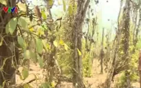 Bình Phước: 3.000ha hồ tiêu mất trắng vì hạn hán
