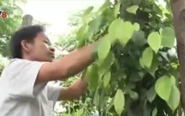 Nông dân liên tục "dính bẫy" ký gửi nông sản