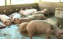 Lần đầu tiên tiêu hủy heo có chất cấm Salbutamol