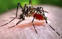 Tăng cường phòng chống dịch Zika trong những ngày Tết