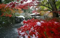 Tokyo đẹp huyền ảo trong những ngày mùa đông sớm