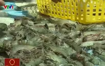 Bơm tạp chất tràn lan, thương hiệu tôm Việt bị ảnh hưởng nặng nề