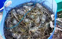 Hơn 12.000 ha tôm ở Cà Mau bị nhiễm bệnh