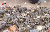 Người nuôi tôm hùm thiệt hại nặng do lũ