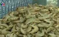 Chất lượng nông sản - Rào cản xuất khẩu của Việt Nam