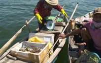Việc nuôi tôm hùm đã tuân thủ đúng quy hoạch hay chưa?