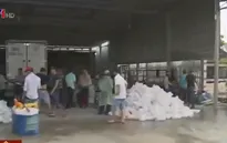 Thâm nhập điểm tập kết tôm giống lậu lớn nhất ĐBSCL