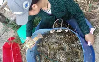 Tôm hùm chết hàng loạt, nông dân Phú Yên thiệt hại nặng