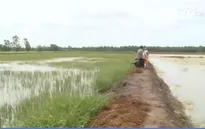 Kiên Giang: Mâu thuẫn con tôm - cây lúa do chính quyền lúng túng trong quy hoạch