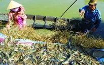 Chưa có hướng giải quyết “cuộc chiến” giữa tôm và lúa ở Kiên Giang