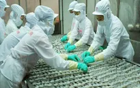 Hoa Kỳ tiếp tục áp thuế tôm xuất khẩu của Việt Nam