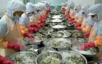 Thuế chống bán phá giá tôm vào Mỹ tăng gần 4 lần