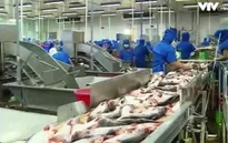 Giá cá tra giảm, người nuôi thua lỗ