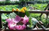 Trà sen Hồ Tây: Nét độc đáo mùa hè của Hà thành