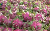 Xuất khẩu trái cây vào các thị trường khó tính tăng mạnh