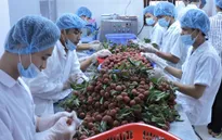 Rau quả xuất khẩu tăng 44% trong 6 tháng